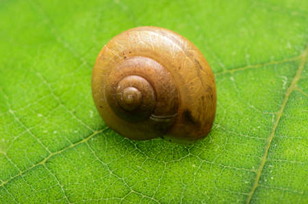 garden snail isolated on green leafの写真素材