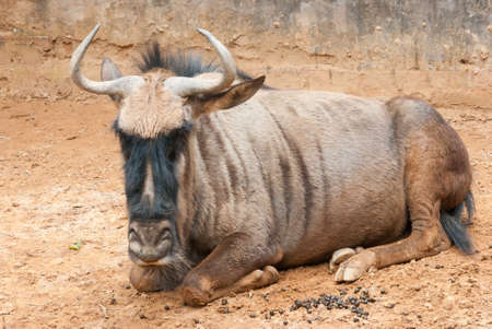 wild animal yak bull cattleの写真素材