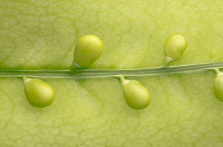 vegetable green peas macro