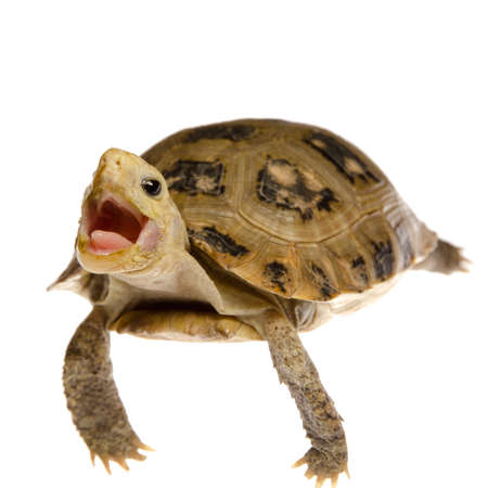 cute pet turtle tortoise isolated