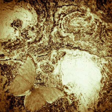 old grunge butterfly wall texture backgroundの写真素材