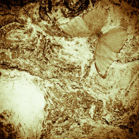 old grunge butterfly wall texture backgroundの写真素材