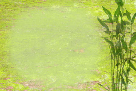 bamboo  backgroundの写真素材