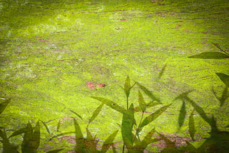 green leaf texture backgroundの写真素材