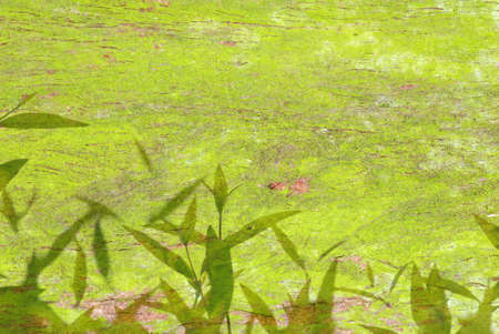 green leaf texture backgroundの写真素材