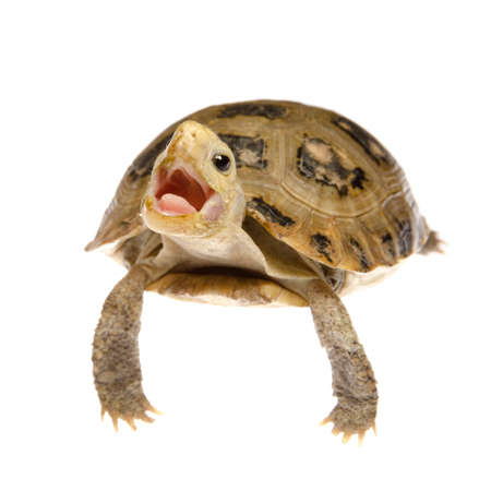 cute pet turtle tortoise isolatedの写真素材
