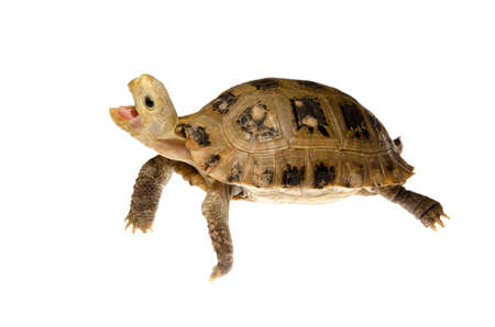 cute pet turtle tortoise isolatedの写真素材