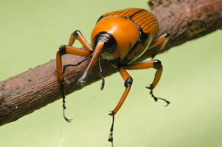 palm weevil snout beetle on green backgroundの写真素材