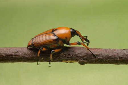 palm weevil snout beetle on green backgroundの写真素材