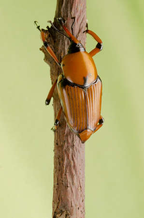 palm weevil snout beetle on green backgroundの写真素材