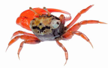 animal fiddler crab isolated on white backgroundの写真素材