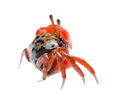 animal fiddler crab isolated on white backgroundの写真素材