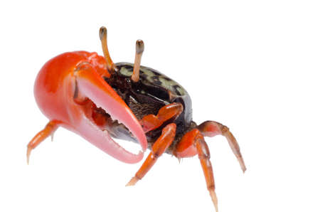 animal fiddler crab isolated on white backgroundの写真素材