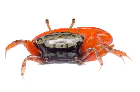 animal fiddler crab isolated on white backgroundの写真素材