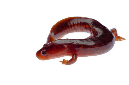 Chinese tsitou salamander newt isolated on whiteの写真素材