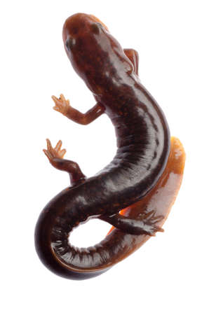 Chinese tsitou salamander newt isolated on whiteの写真素材