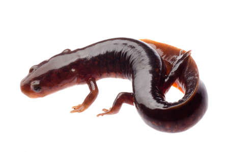 Chinese tsitou salamander newt isolated on whiteの写真素材