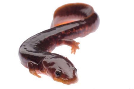 Chinese tsitou salamander newt isolated on whiteの写真素材