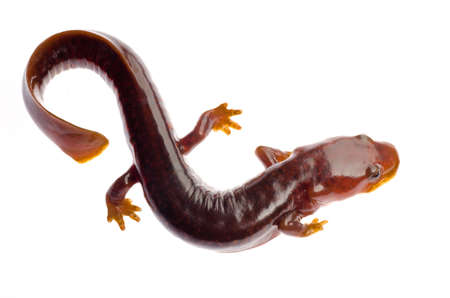 Chinese tsitou salamander newt isolated on whiteの写真素材