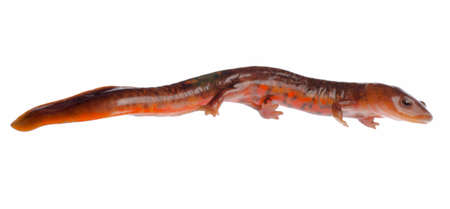 Chinese tsitou salamander newt isolated on whiteの写真素材