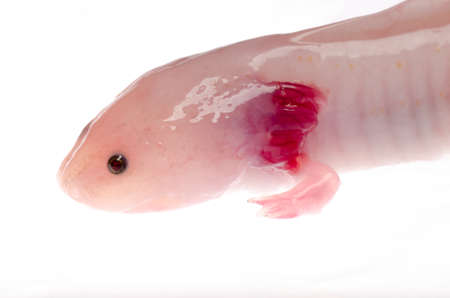 albefaction American Axoloto salamander newt isolated on whiteの写真素材