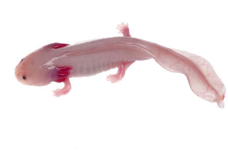 albefaction American Axoloto salamander newt isolated on whiteの写真素材