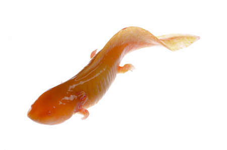 yellow etiolation American Axoloto salamander newt isolated on whiteの写真素材