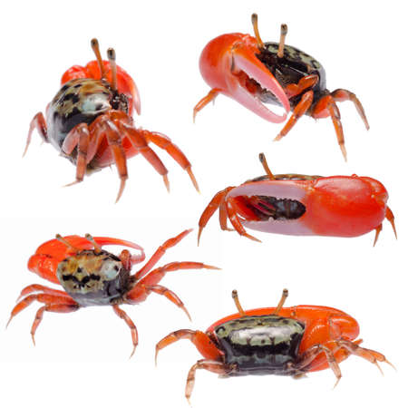 fiddler crab set collection isolatedの写真素材