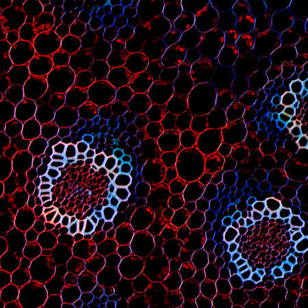 biology science background plant root microscopic sectionの写真素材