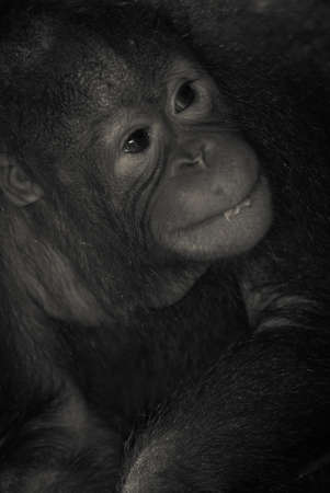 animal monkey ape portraitの写真素材