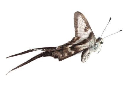 butterfly side view isolated on white, studio shotの写真素材