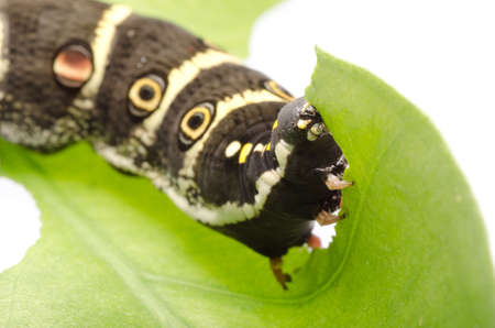 butterfly moth caterpillar isolated on whiteの写真素材