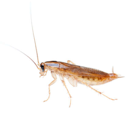 Japanese cockroach isolatedの写真素材