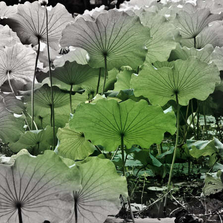 green lotus leaf in gardenの写真素材