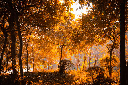 autumn forest