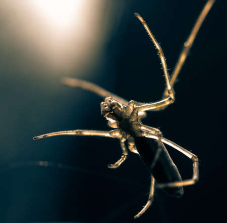 animal spider isolated on whiteの写真素材