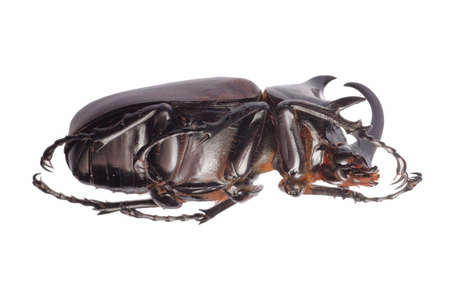 insect giant scarab rhino beetle Eupatorus sukkiti isolated