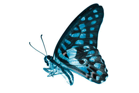 butterfly isolated in white background.の写真素材