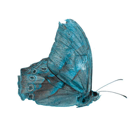 butterfly isolated in white background.の写真素材
