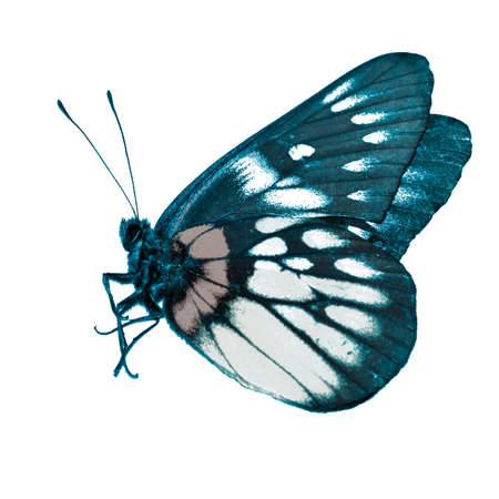 butterfly isolated in white background.の写真素材