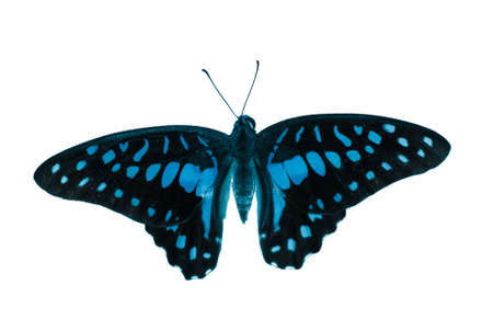 butterfly blue isolated in white background.の写真素材