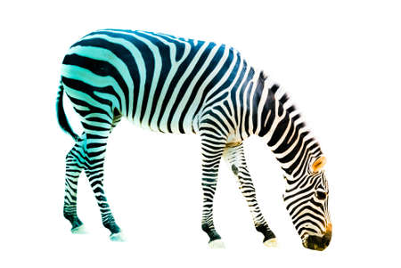 animal zebra isolated on white backgroundの写真素材