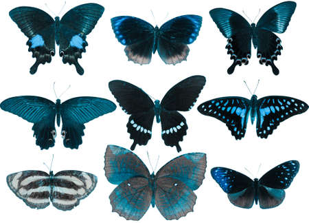 butterfly collection set isolated in white backgroundの写真素材