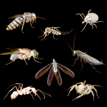 animal insect bug set collectionの写真素材