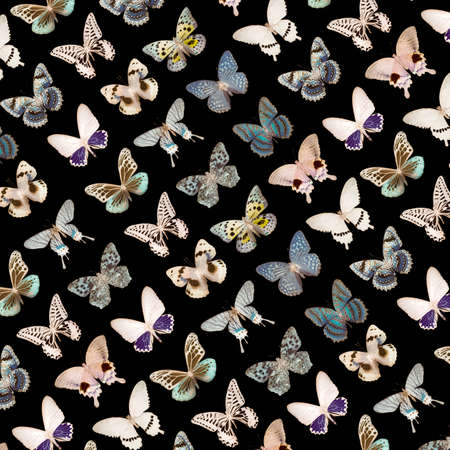 lepidoptera butterfly backgroundの写真素材
