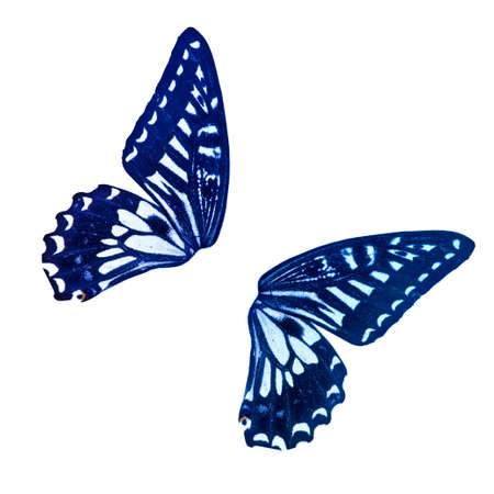 butterfly isolated in white backgroundの写真素材