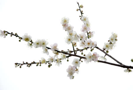 plum blossom flowerの写真素材