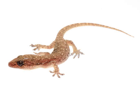 animal Chinese Oriental  leaftoed gecko Hemidactylus bowringii isolatedの写真素材