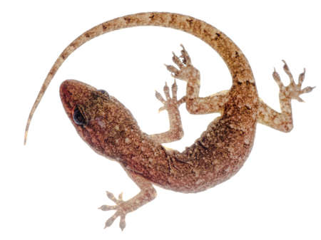 animal Chinese Oriental  leaftoed gecko Hemidactylus bowringii isolatedの写真素材