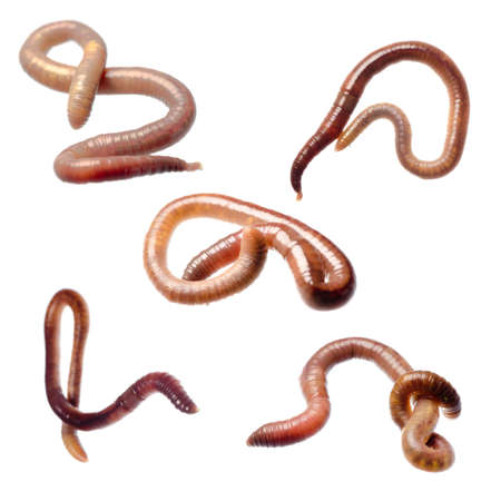 animal earth worm isolated on whiteの写真素材